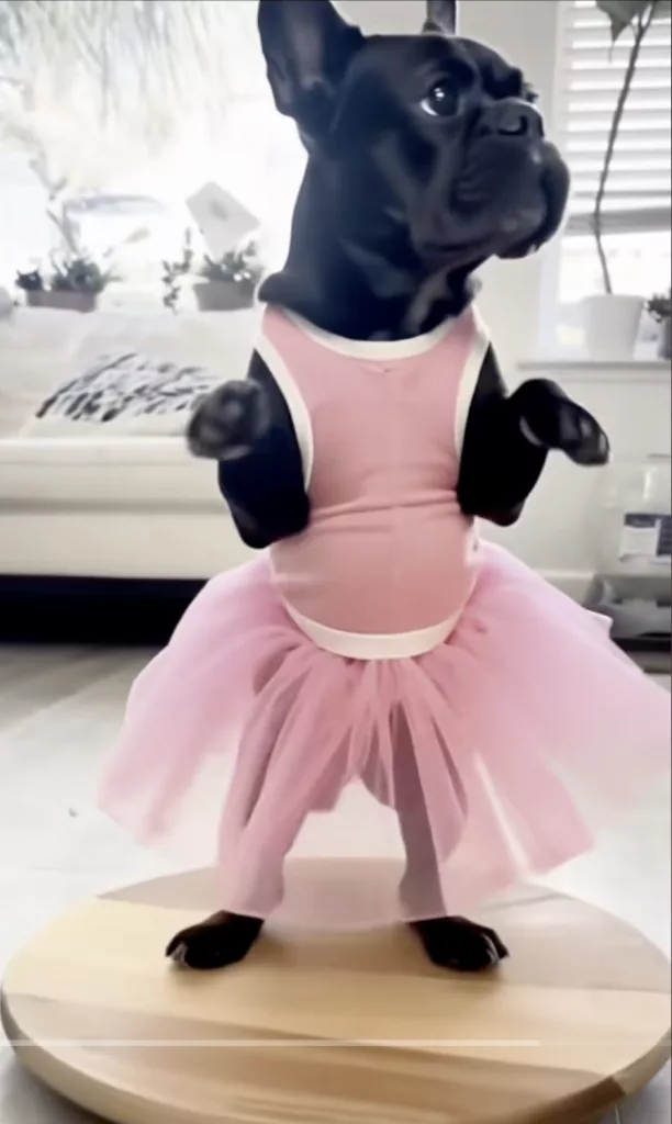 Frenchie Little Ballerina !
